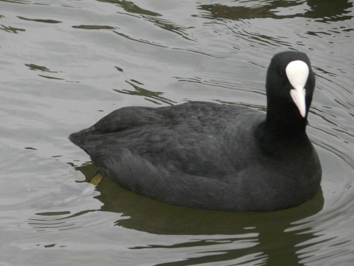 Eurasian Coot - ML26178801