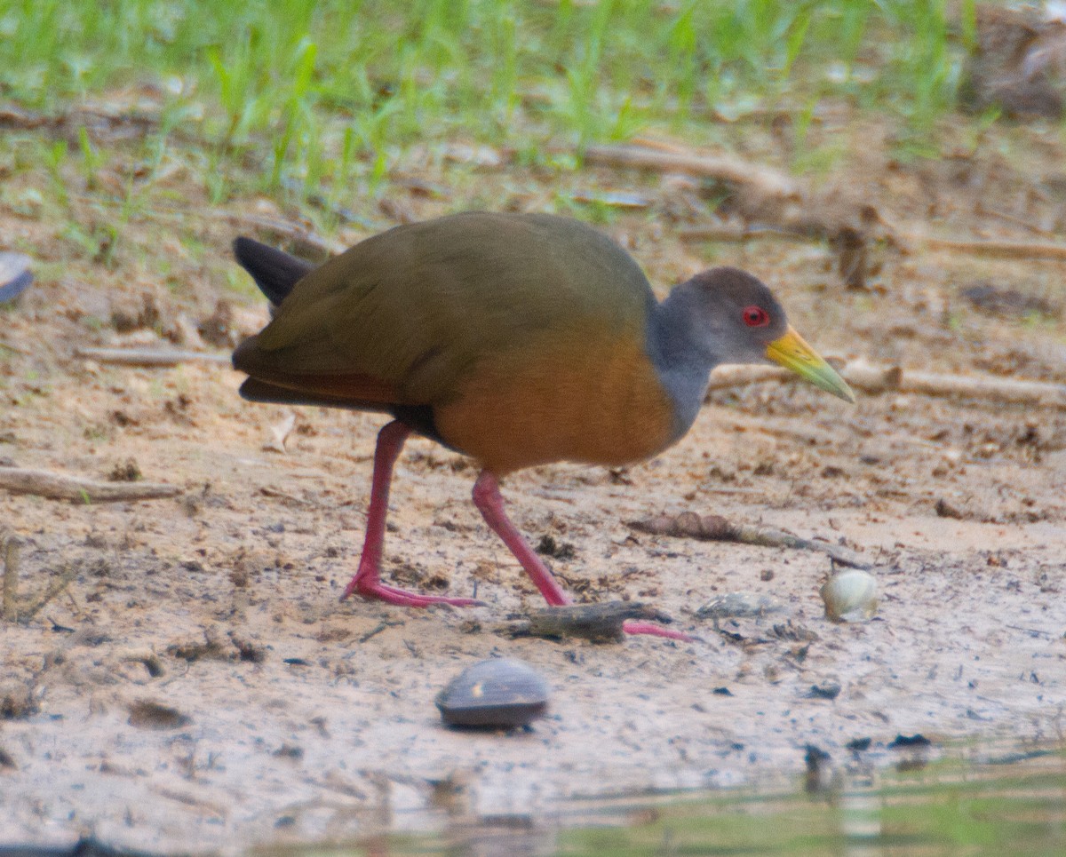 Gray-cowled Wood-Rail - ML261788421