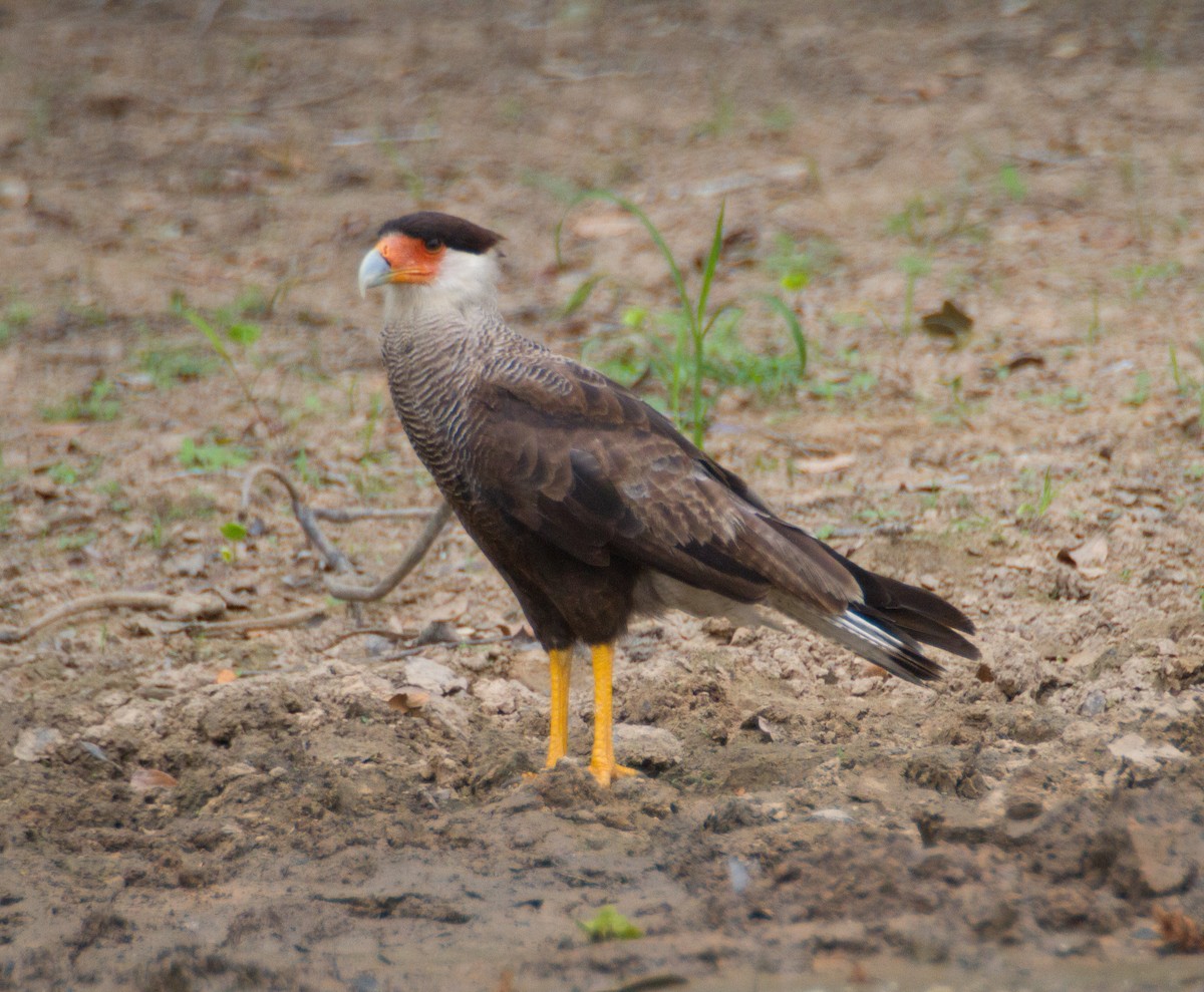 Crested Caracara (Southern) - ML261788781