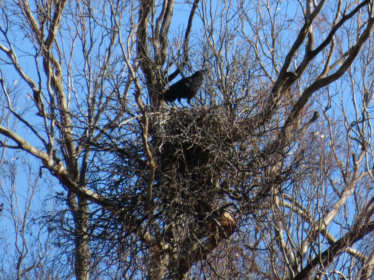 Australian Raven - ML261788871