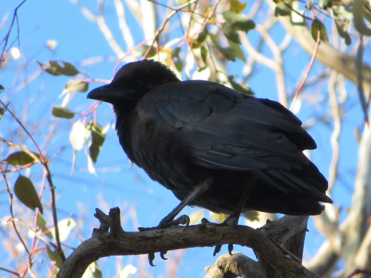 Australian Raven - ML261788911