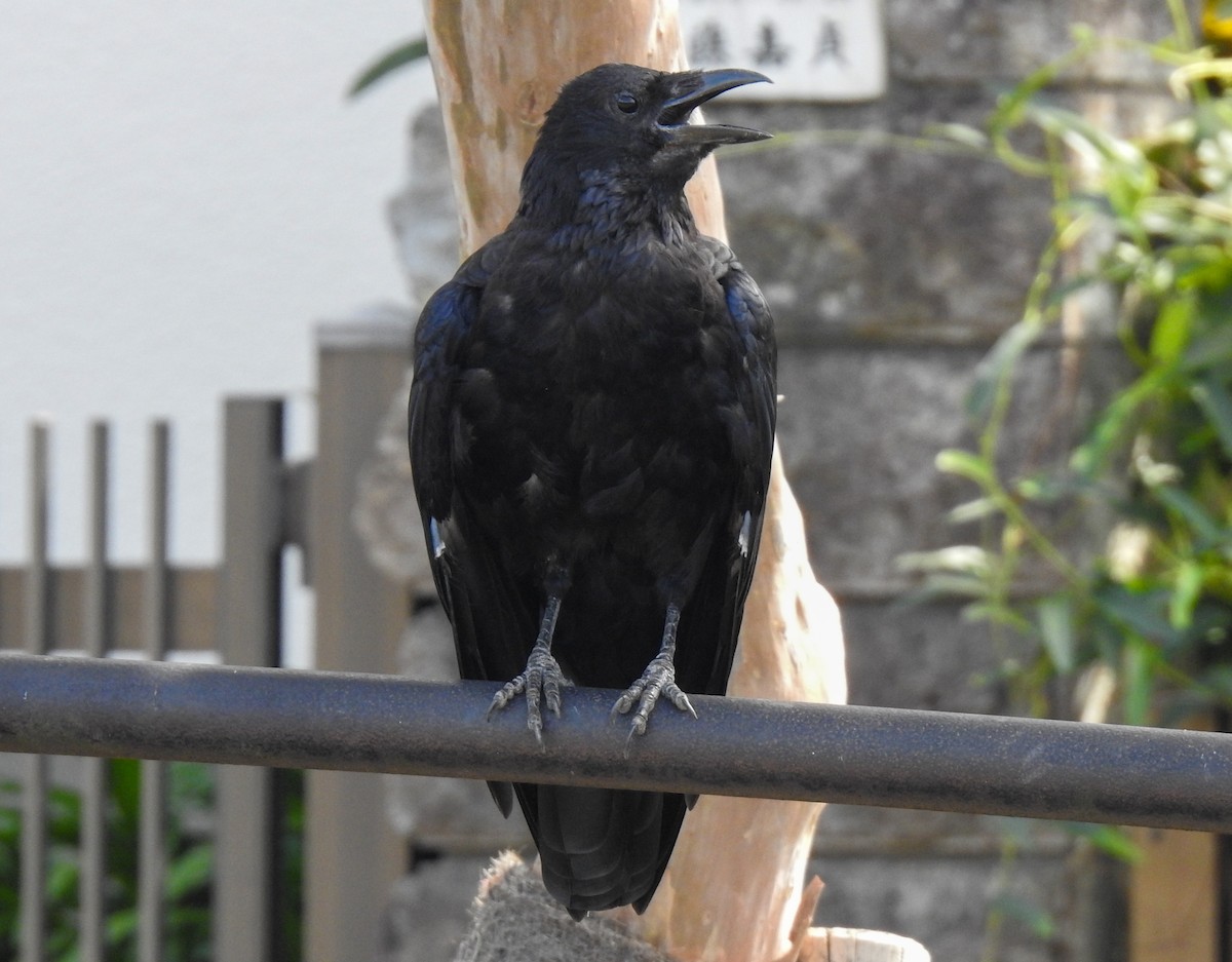 Хар хэрээ - ML261789041