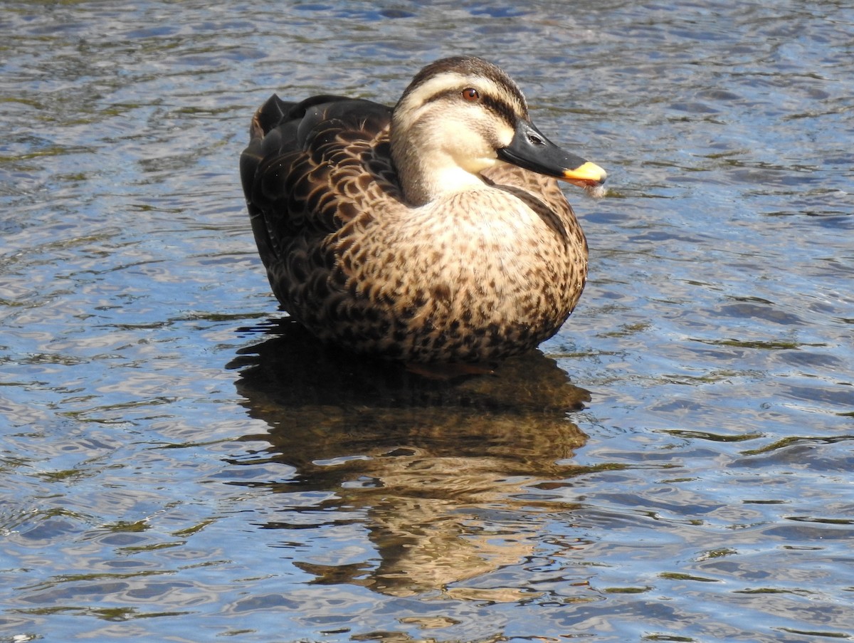 Зэрлэгшир нугас - ML261789051