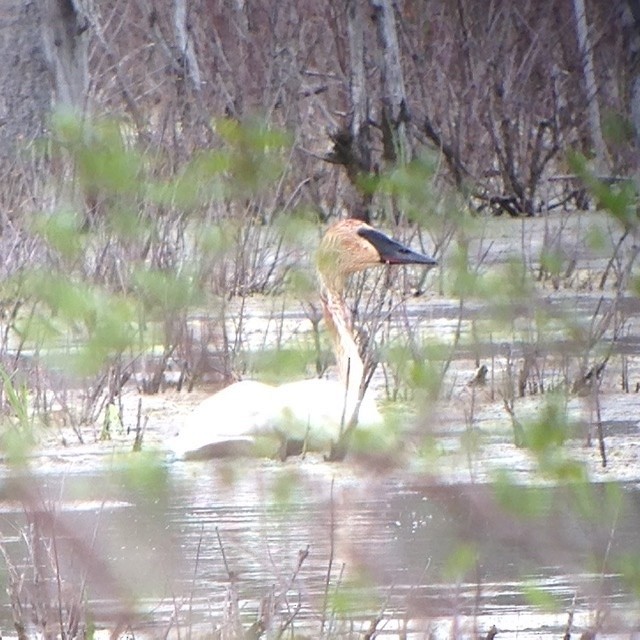 Trumpeter Swan - ML261789411