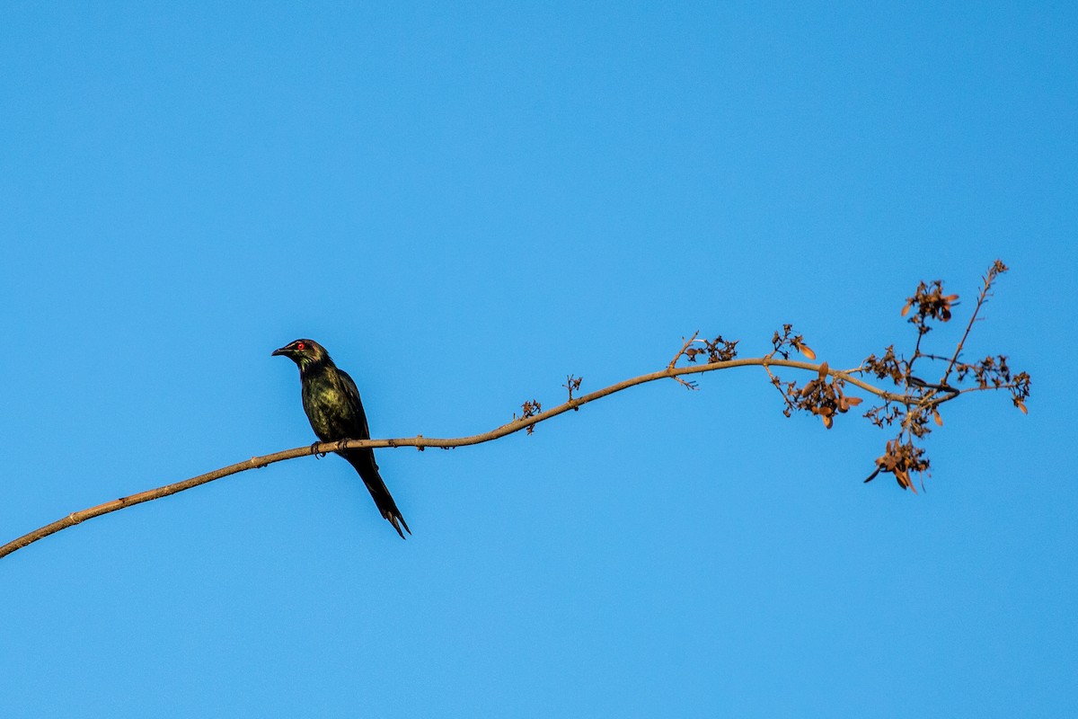 Metallic Starling - ML261791321