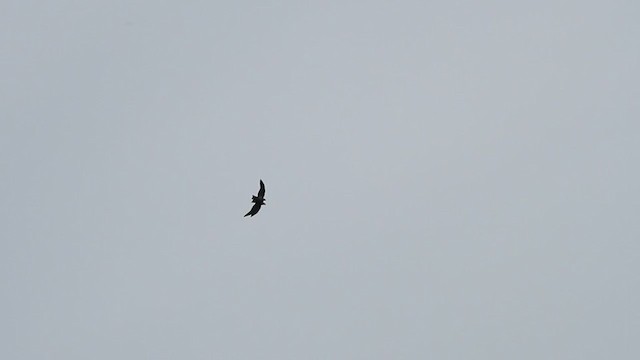 Black Kite - ML261791541