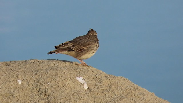 Cochevis de Thékla - ML261793851