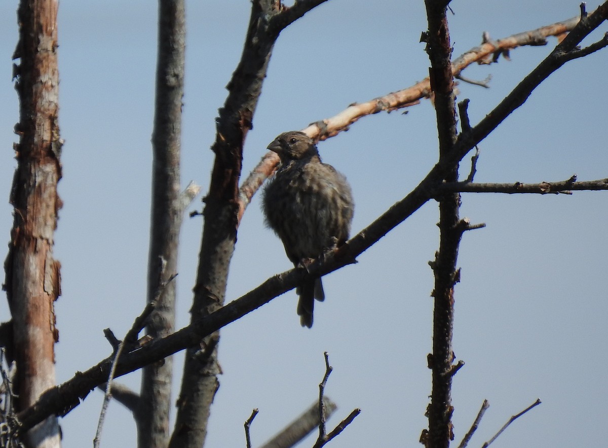 Brown-headed Cowbird - ML261794121