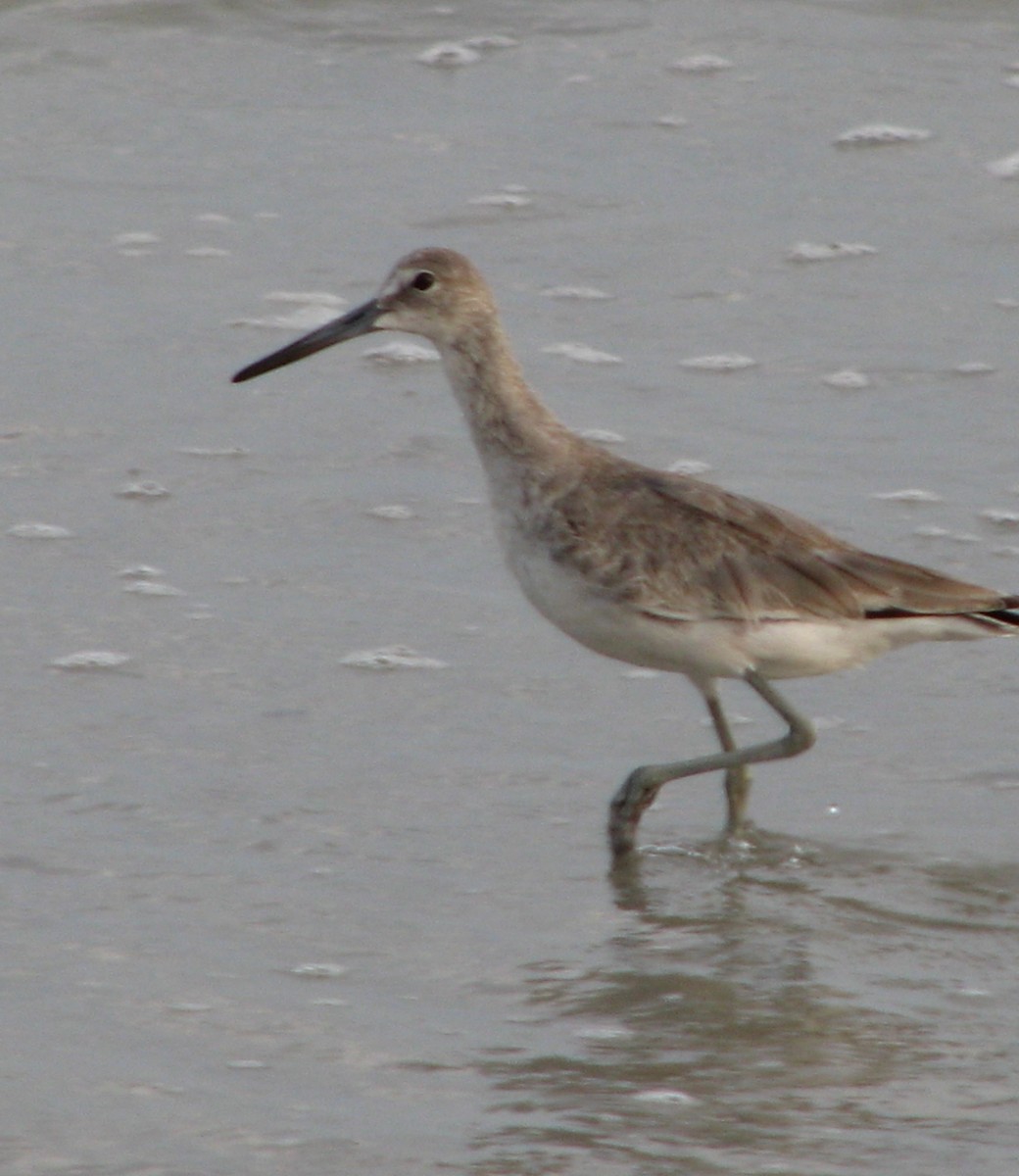 Willet - ML261794431