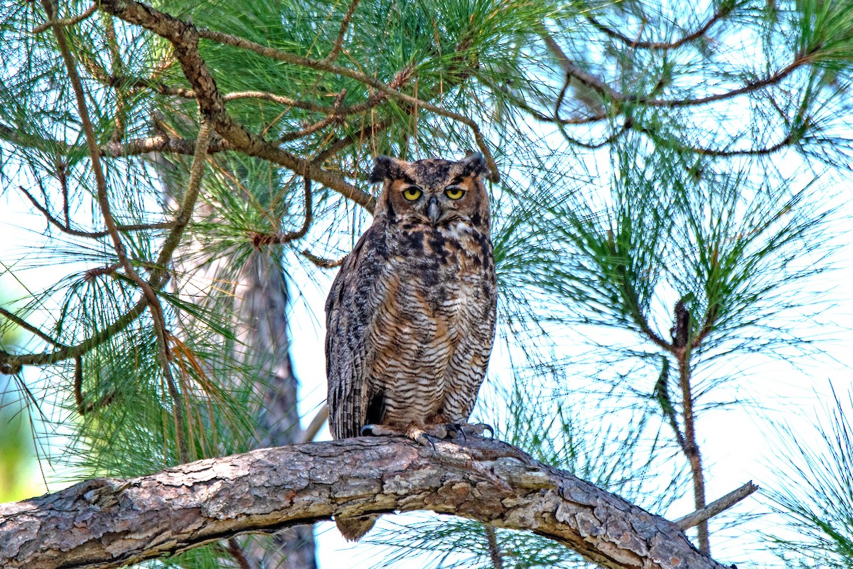 Great Horned Owl - ML261795821
