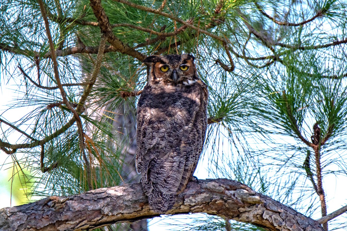 Great Horned Owl - ML261795831