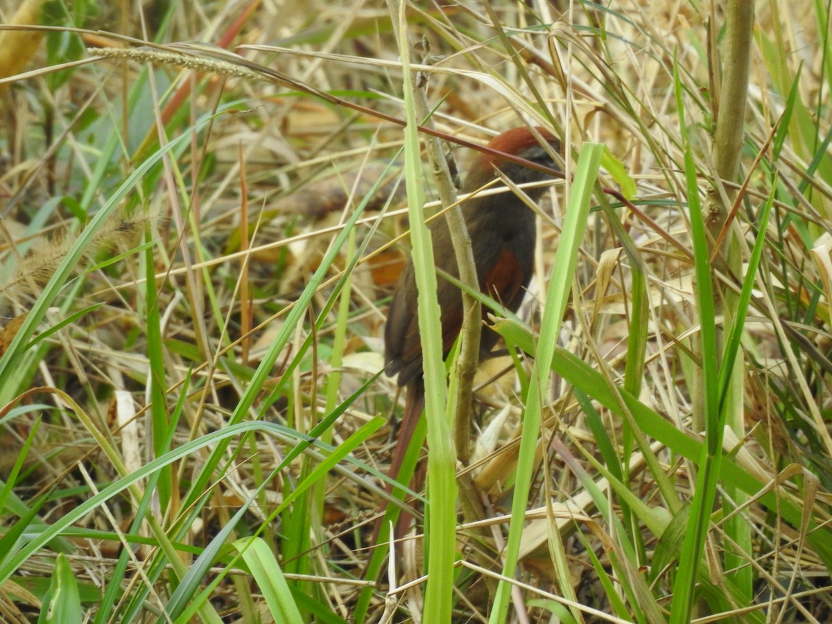 Sooty-fronted Spinetail - ML261796101