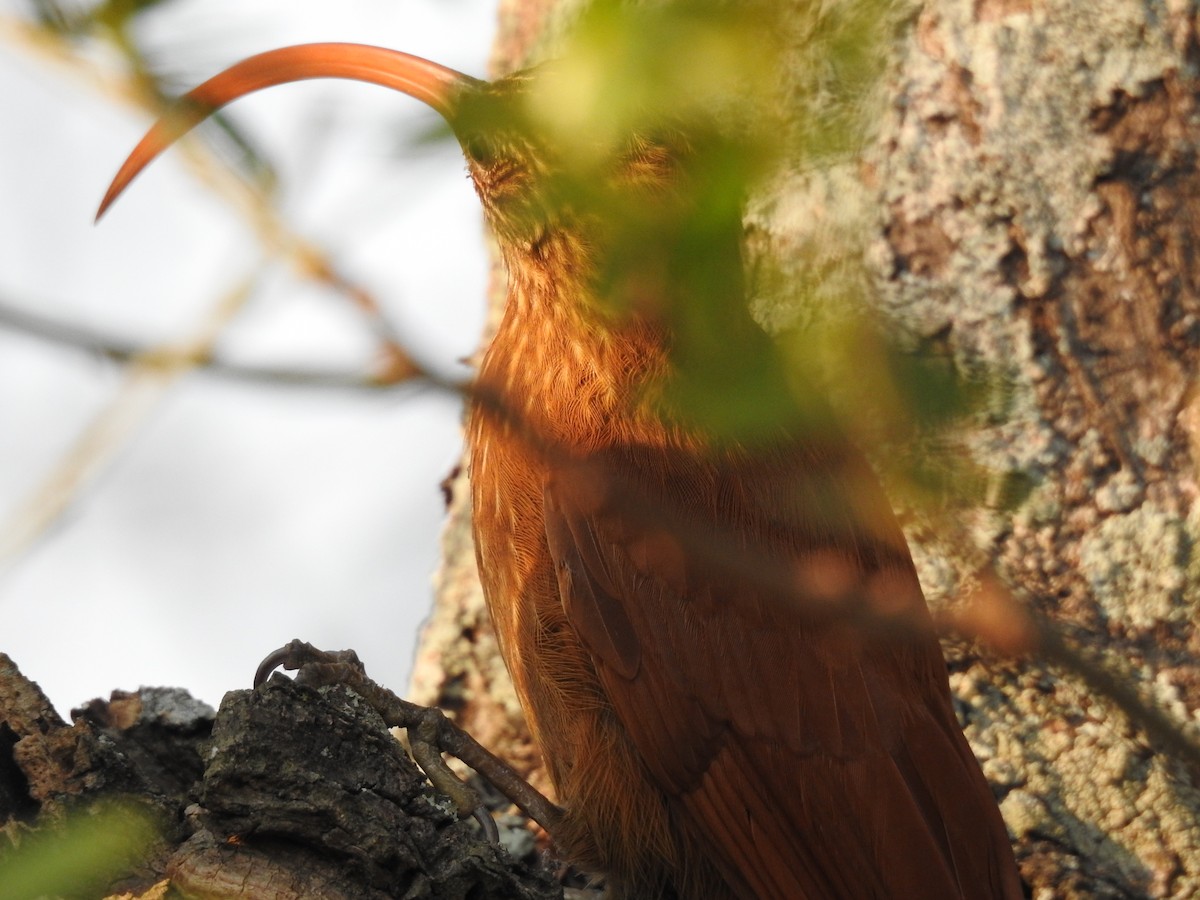 Red-billed Scythebill - ML261796201