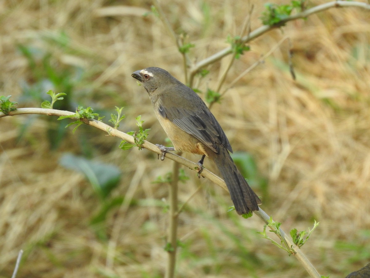 Bluish-gray Saltator - Viviana Giqueaux