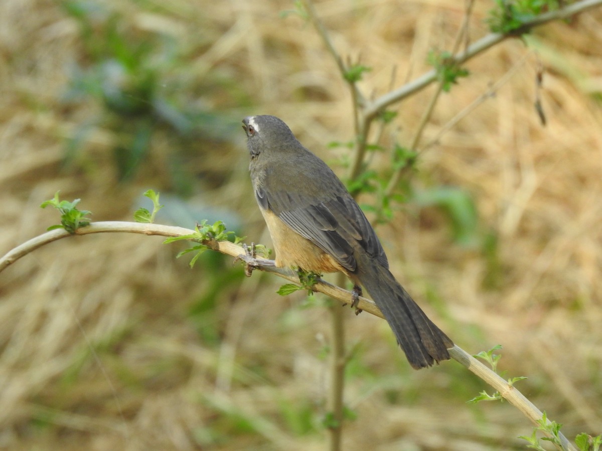 Bluish-gray Saltator - ML261796321