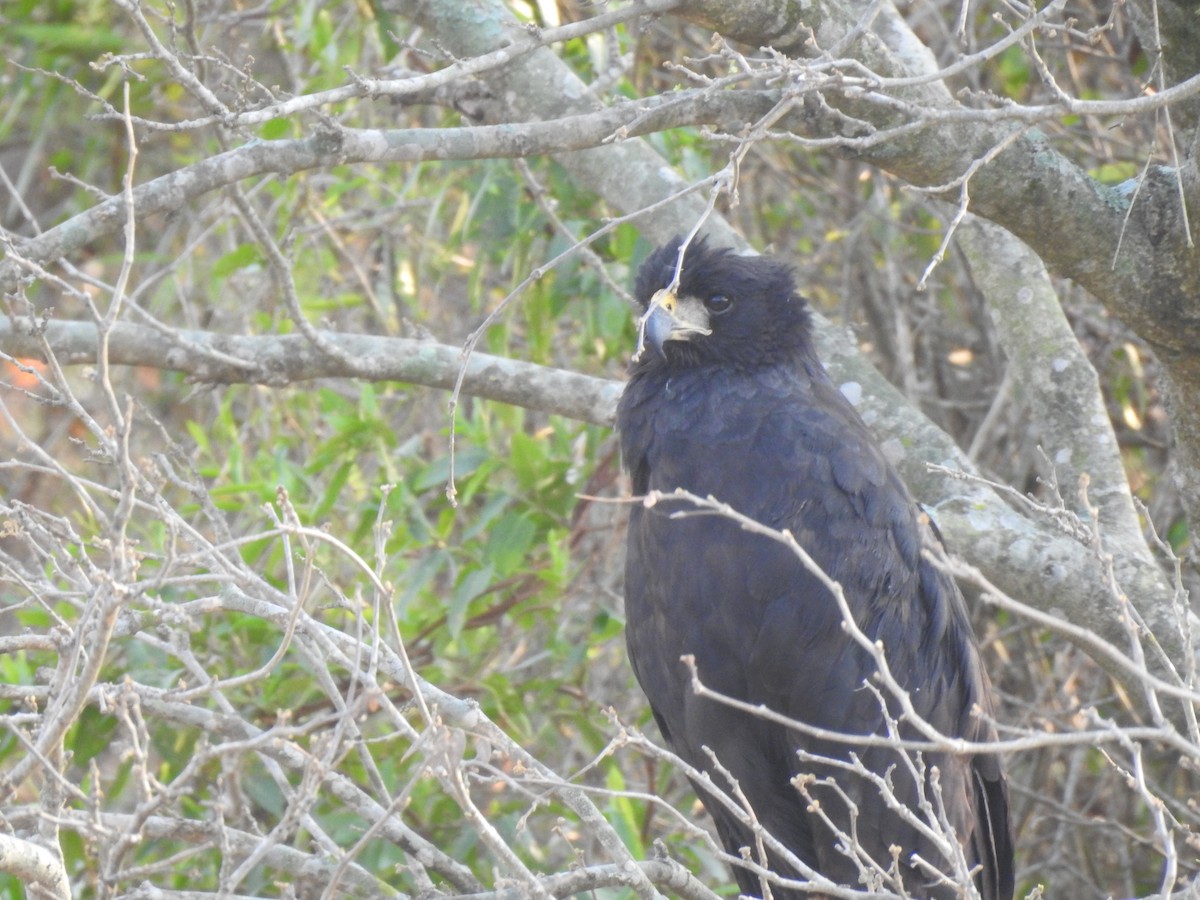 Great Black Hawk - ML261796411