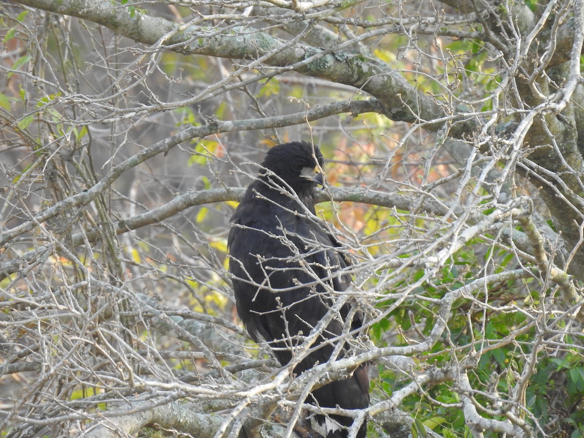 Great Black Hawk - ML261796461