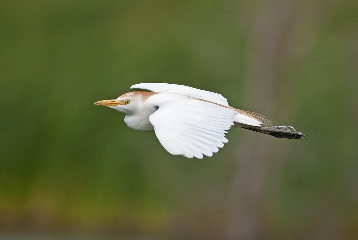 Western Cattle Egret - ML261796781