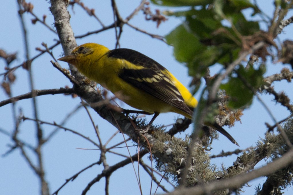 Western Tanager - ML26179721