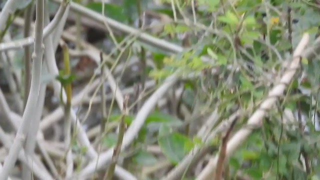 White-browed Bulbul - ML261797671