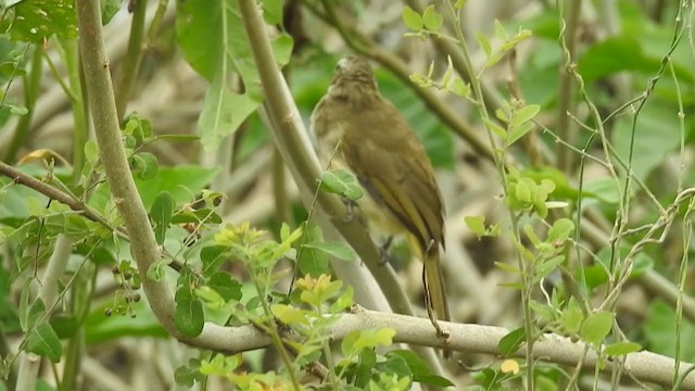 White-browed Bulbul - ML261797681