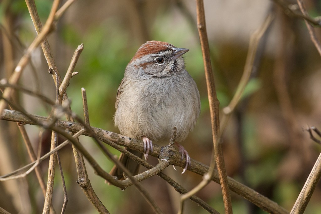 Rufous-crowned Sparrow - ML26179771