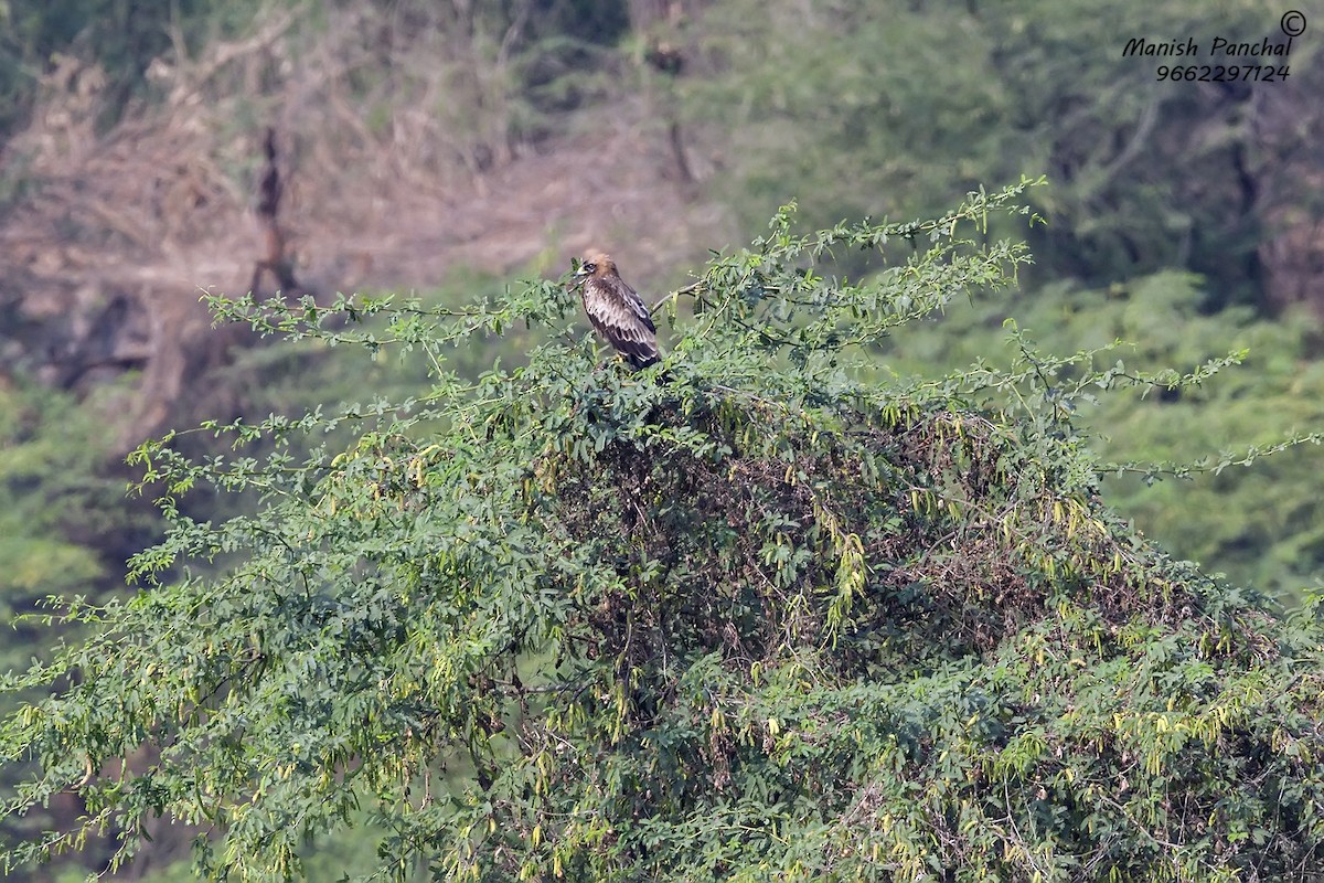 Booted Eagle - ML261798401