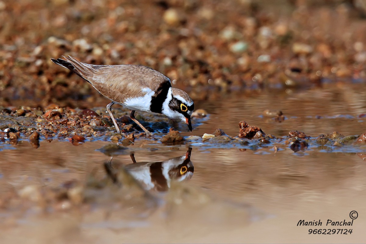 Little Ringed Plover - ML261798571