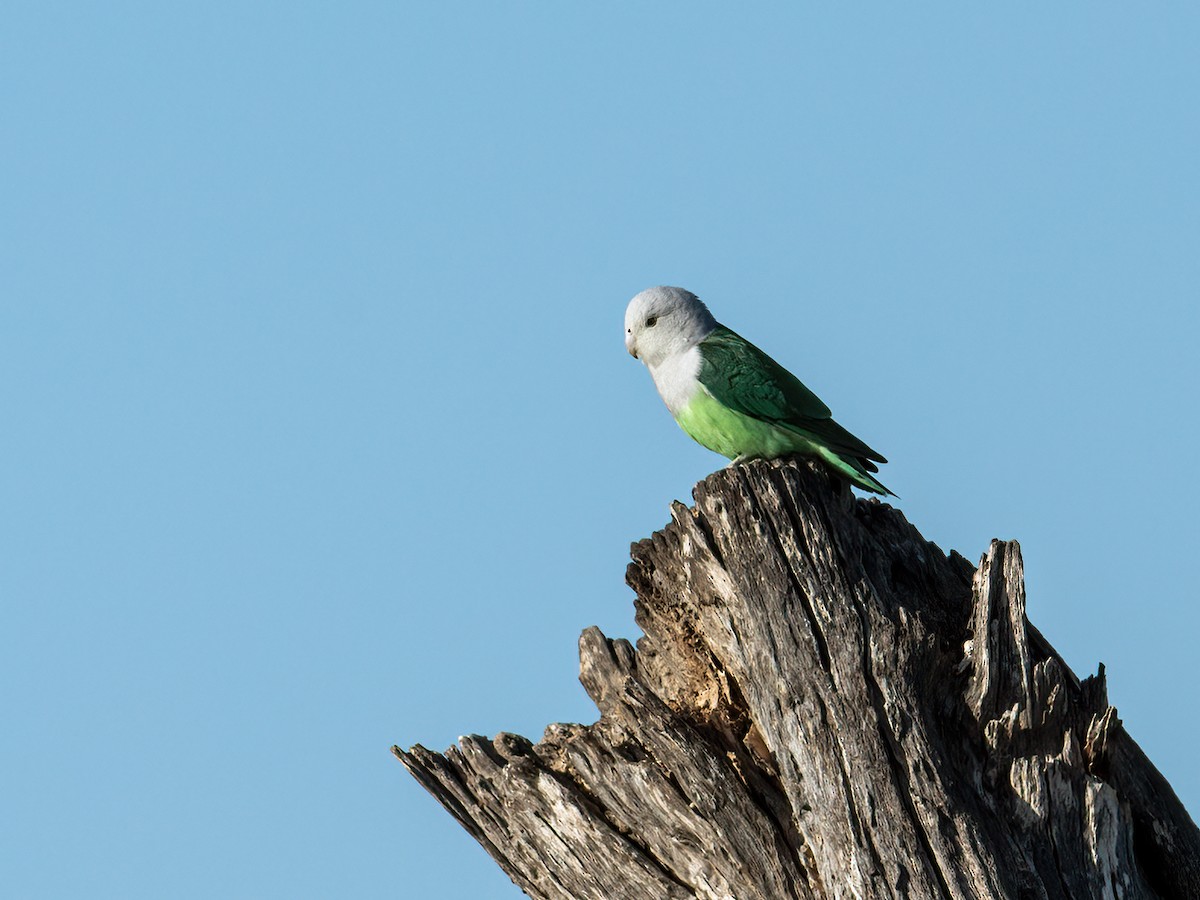 Gray-headed Lovebird - ML261799171