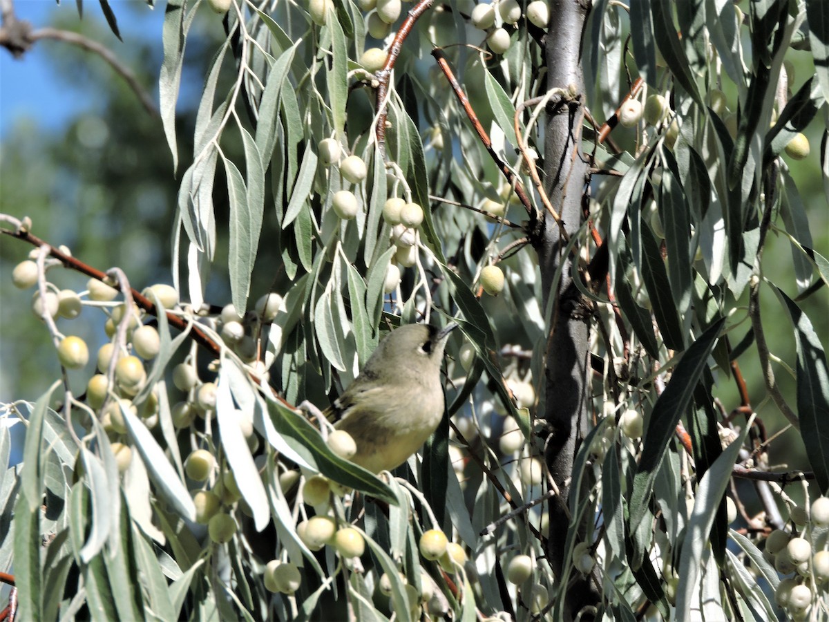Ruby-crowned Kinglet - Daniel Casey