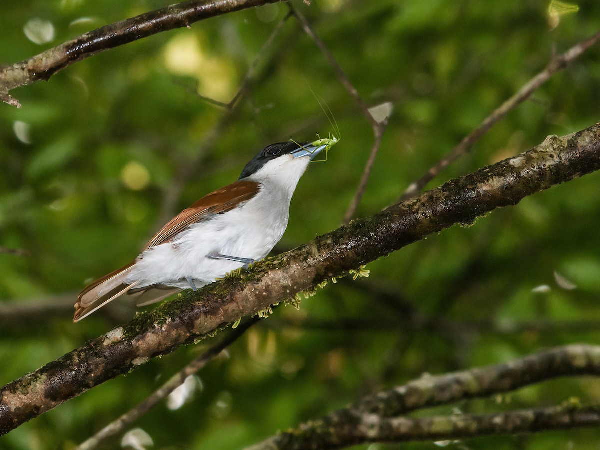 Rufous Vanga - ML261799531