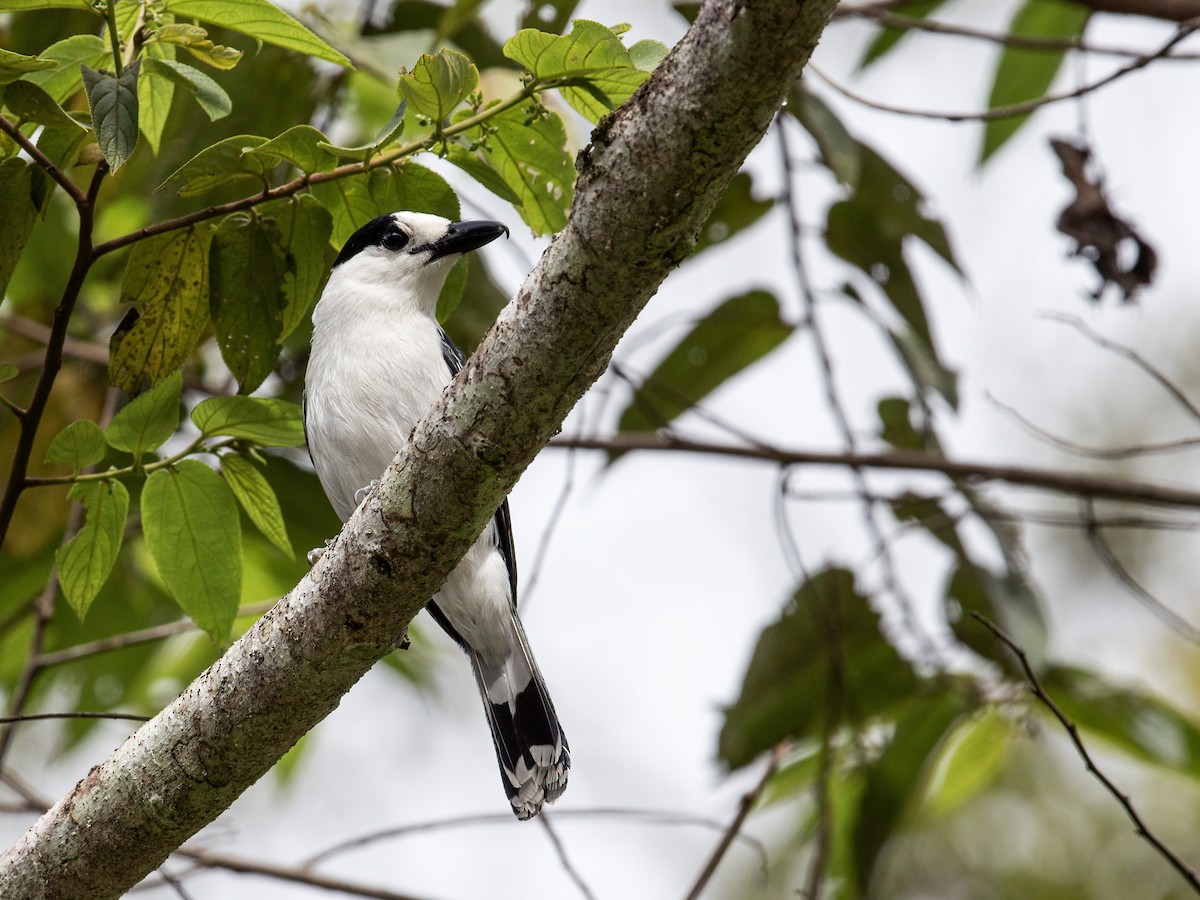 Hook-billed Vanga - ML261799811