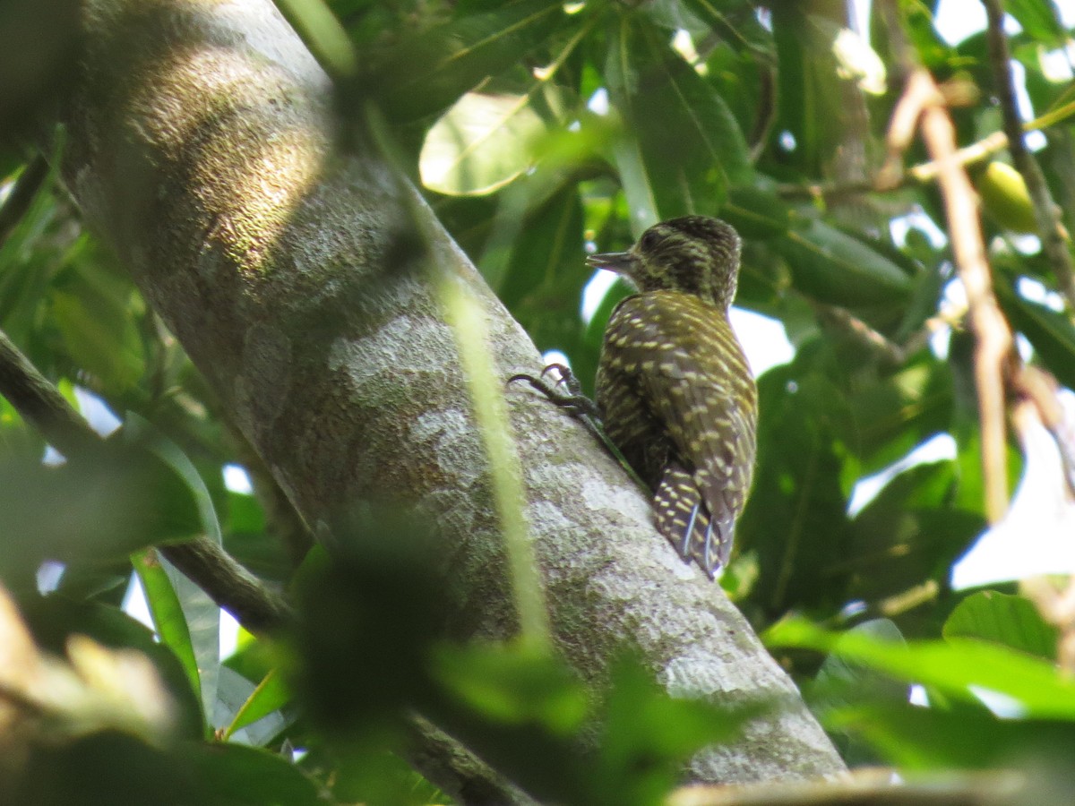 White-spotted Woodpecker - ML261800321