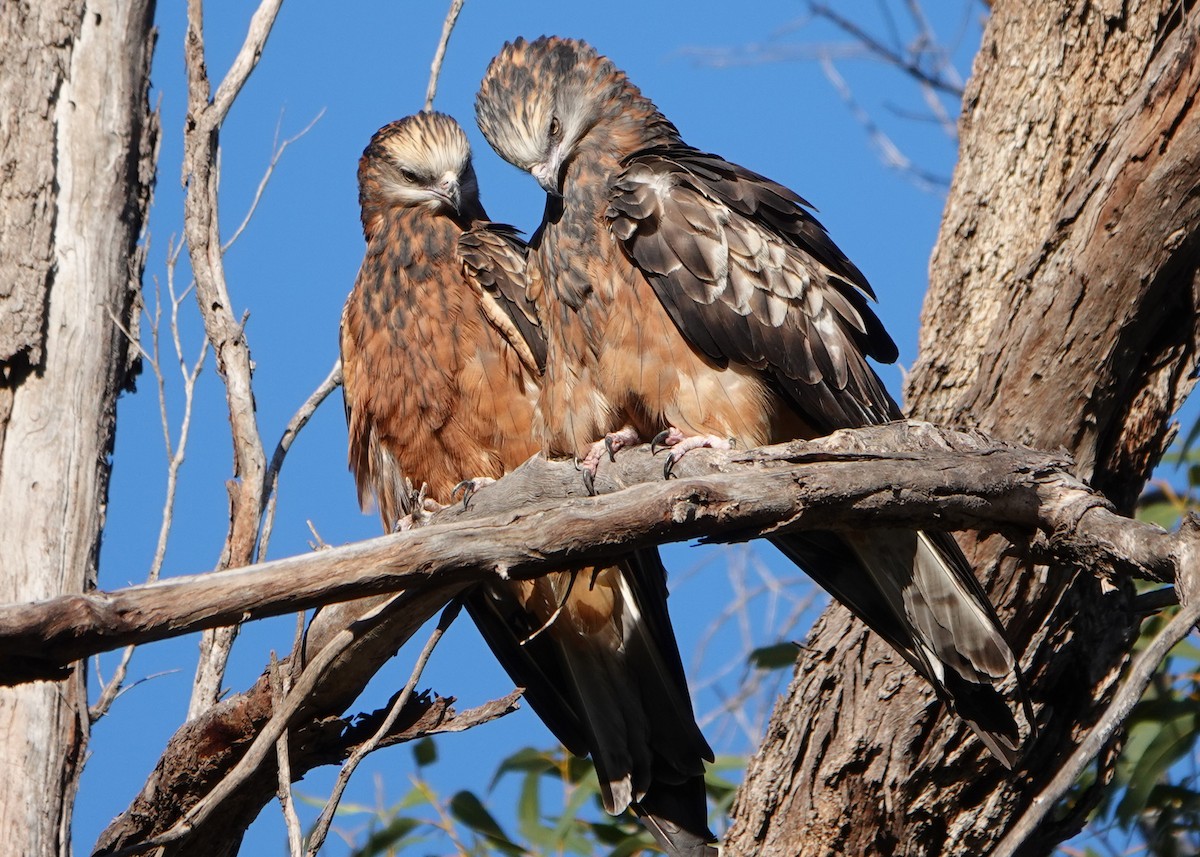 Square-tailed Kite - ML261803641