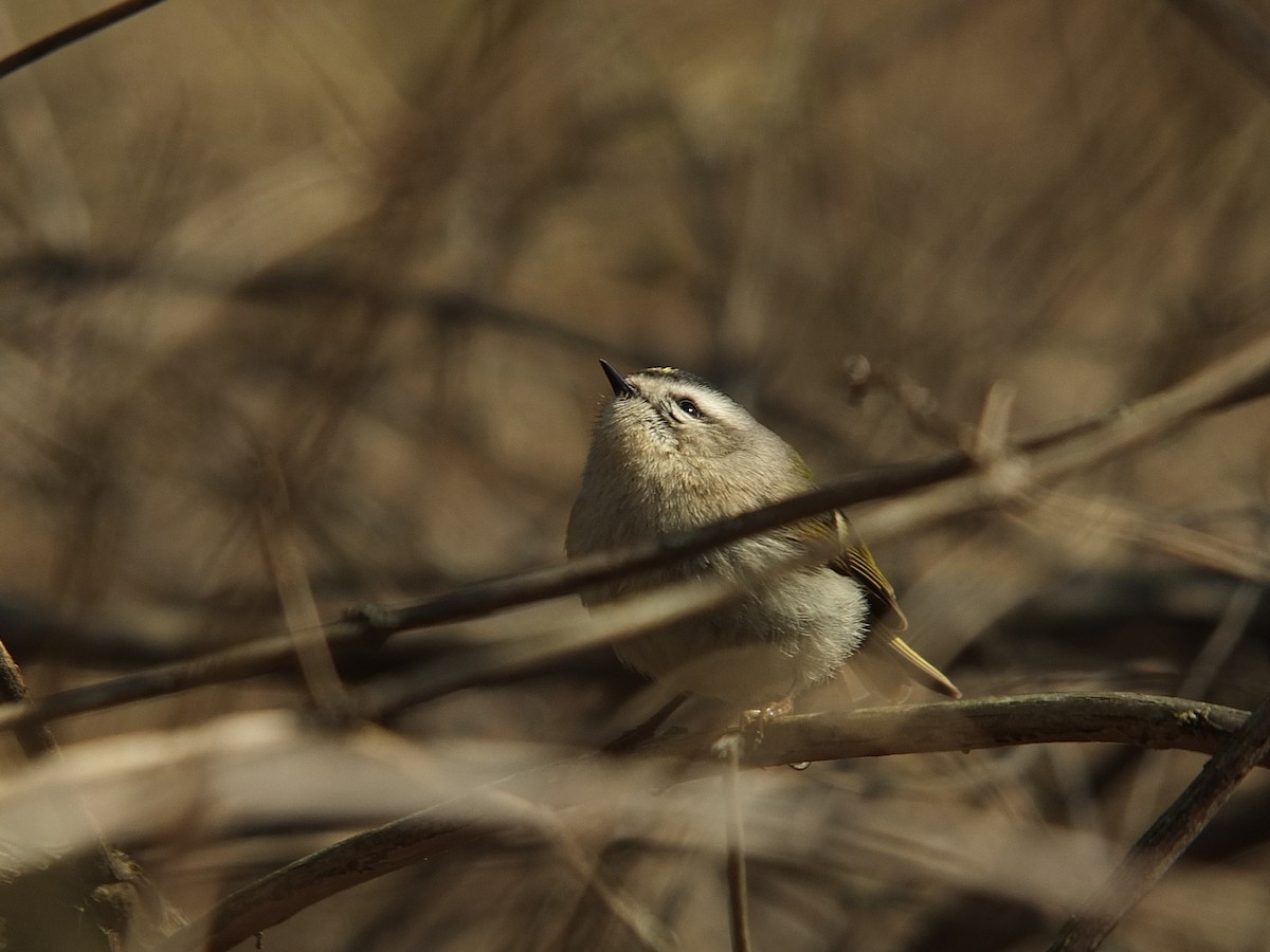 Golden-crowned Kinglet - ML26180481