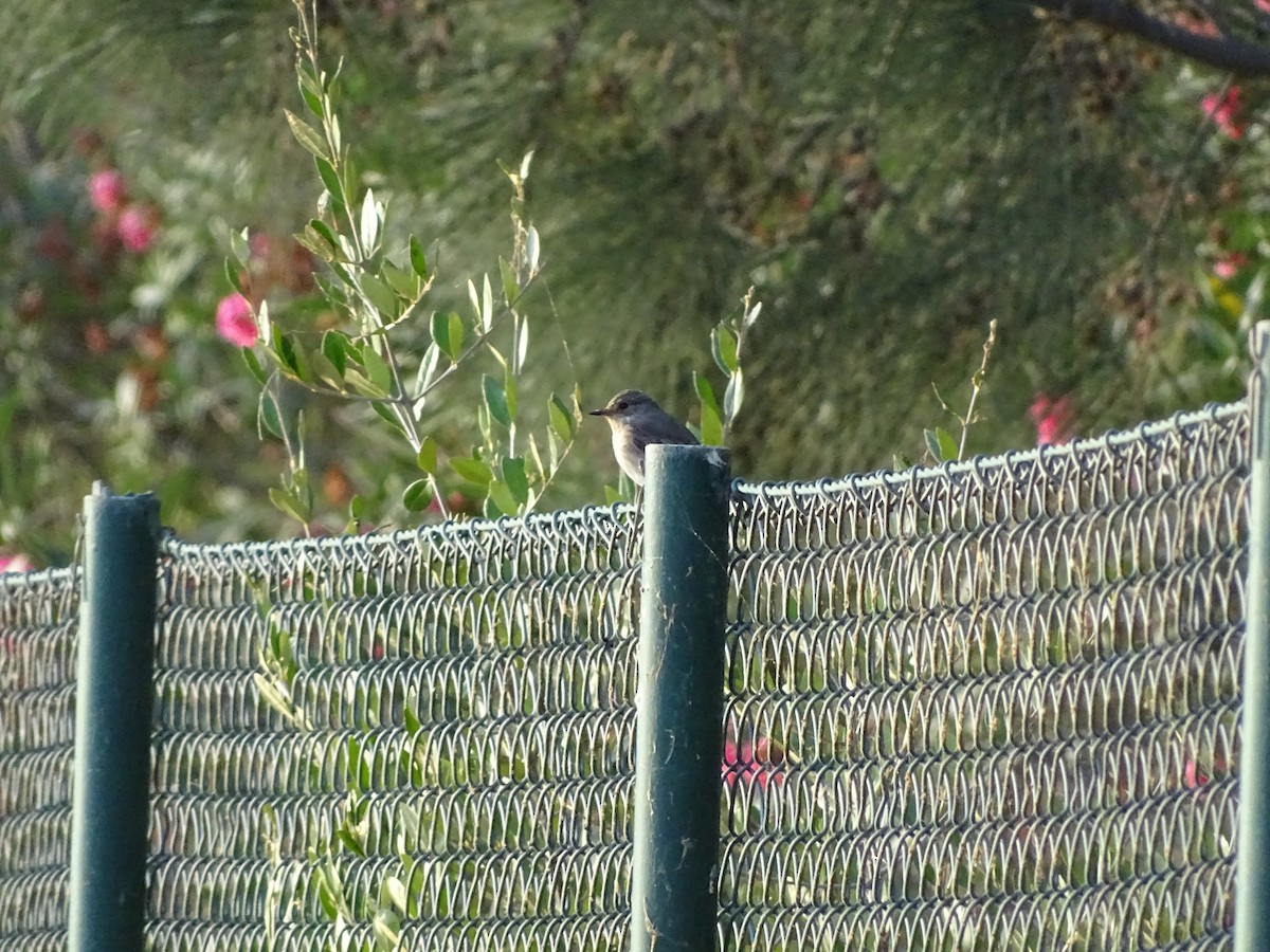 Spotted Flycatcher - ML261805321