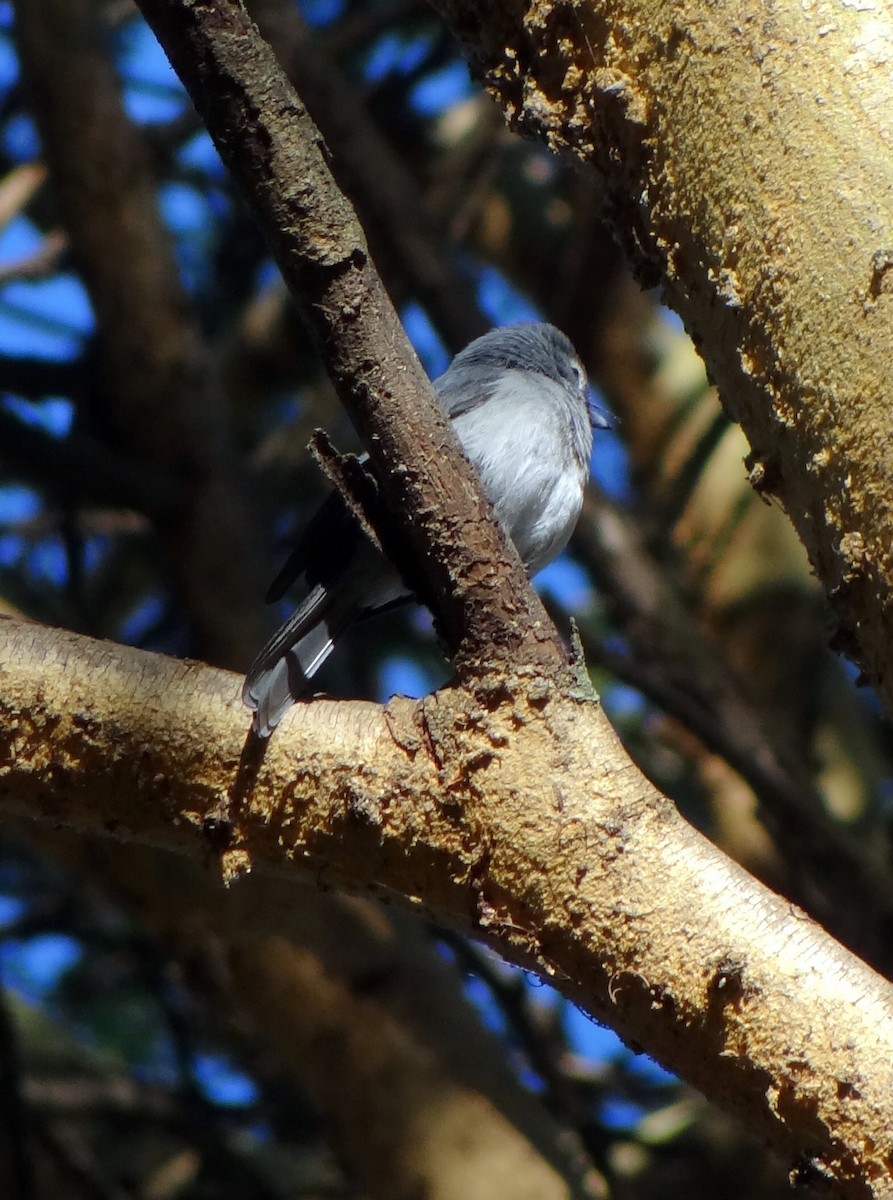 Gözlüklü Drongo Sinekkapanı - ML26180541