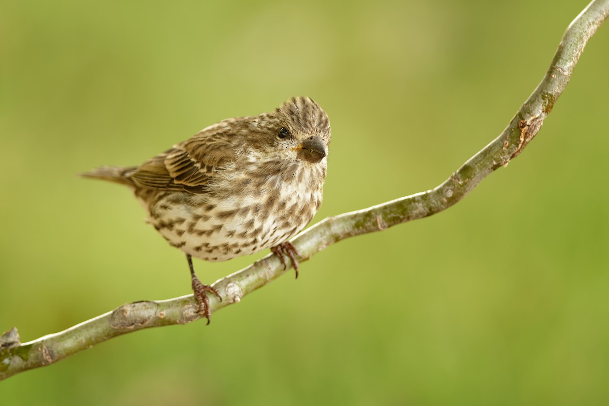 Purple Finch - ML261806511