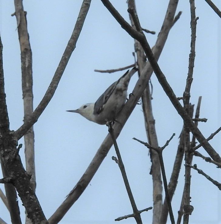 White-breasted Nuthatch - ML261807151