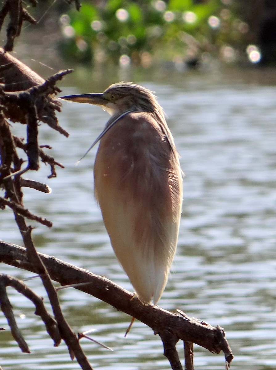 Squacco Heron - ML26180821