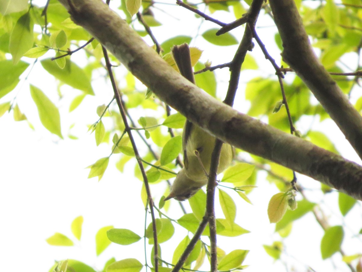 Mottle-cheeked Tyrannulet - ML261808951