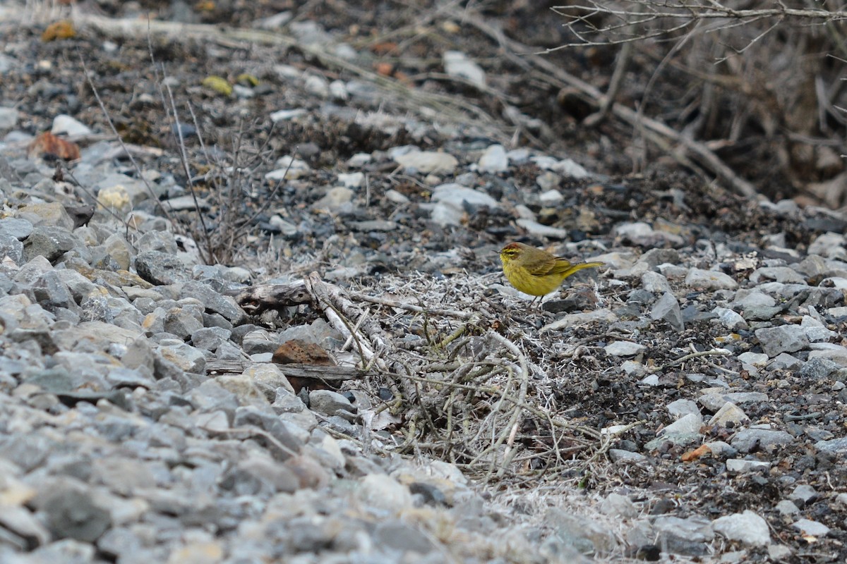 Palm Warbler (Yellow) - ML26180961