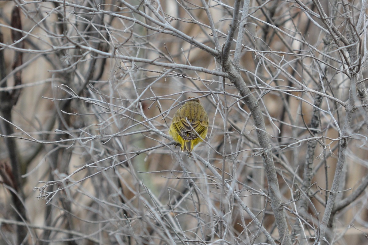 Palm Warbler (Yellow) - ML26180971