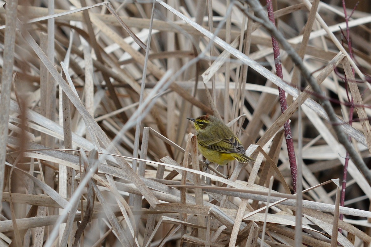 Palmenwaldsänger (hypochrysea) - ML26181001