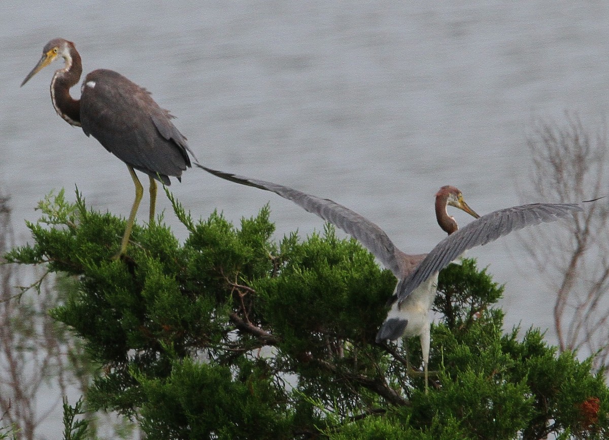 サンショクサギ - ML261810361