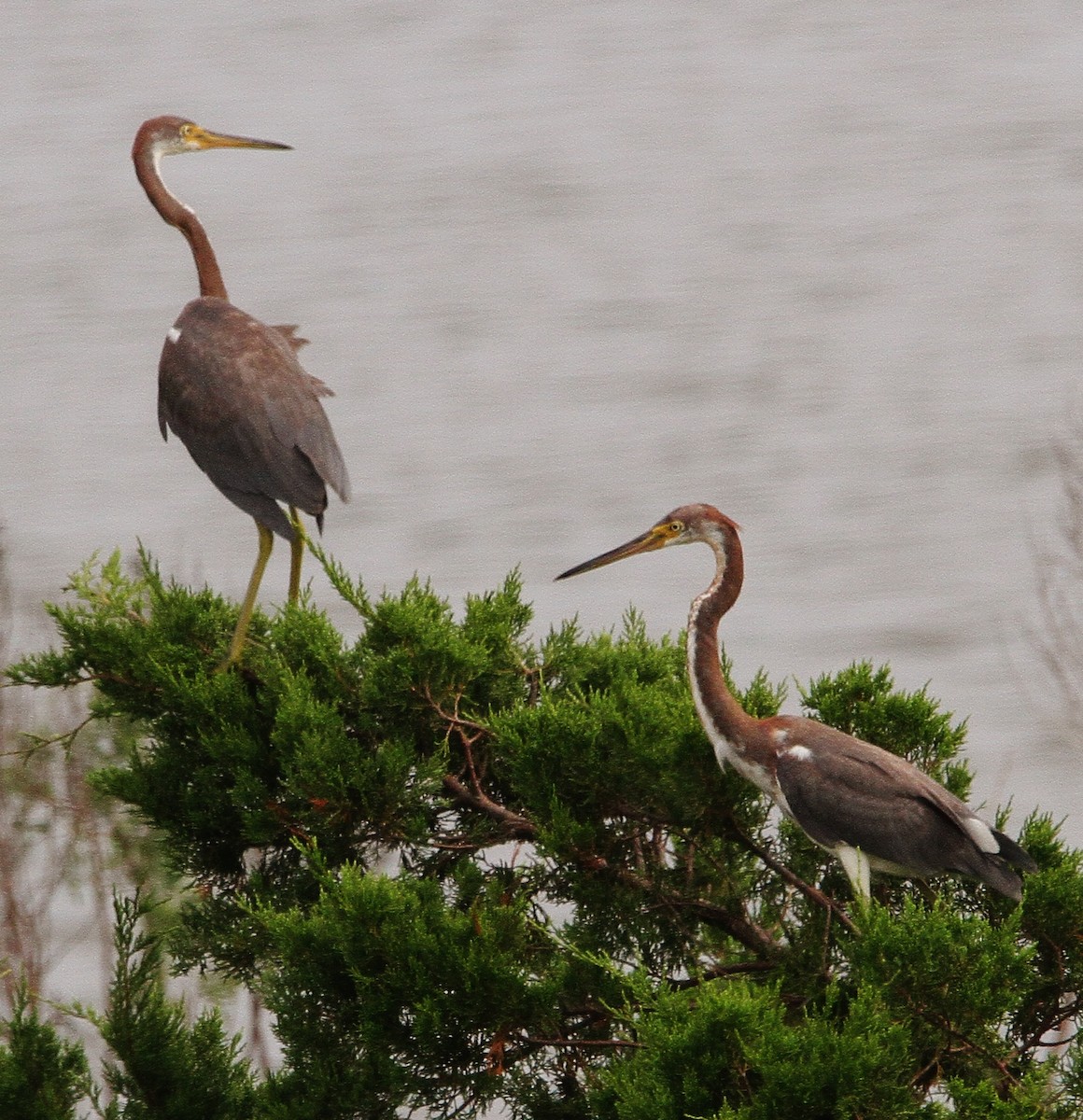 サンショクサギ - ML261810371