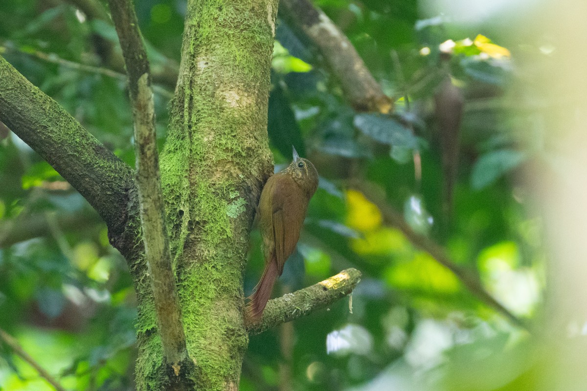 Wedge-billed Woodcreeper - ML261811361