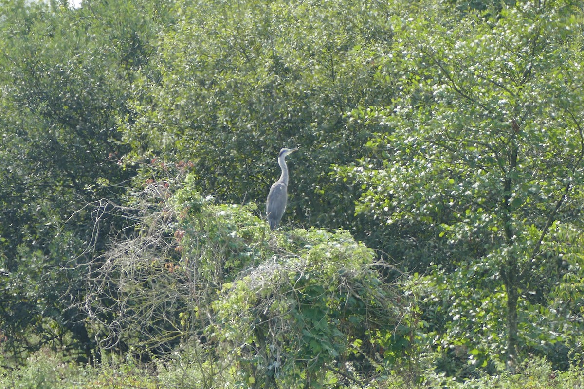 Gray Heron - ML261812311