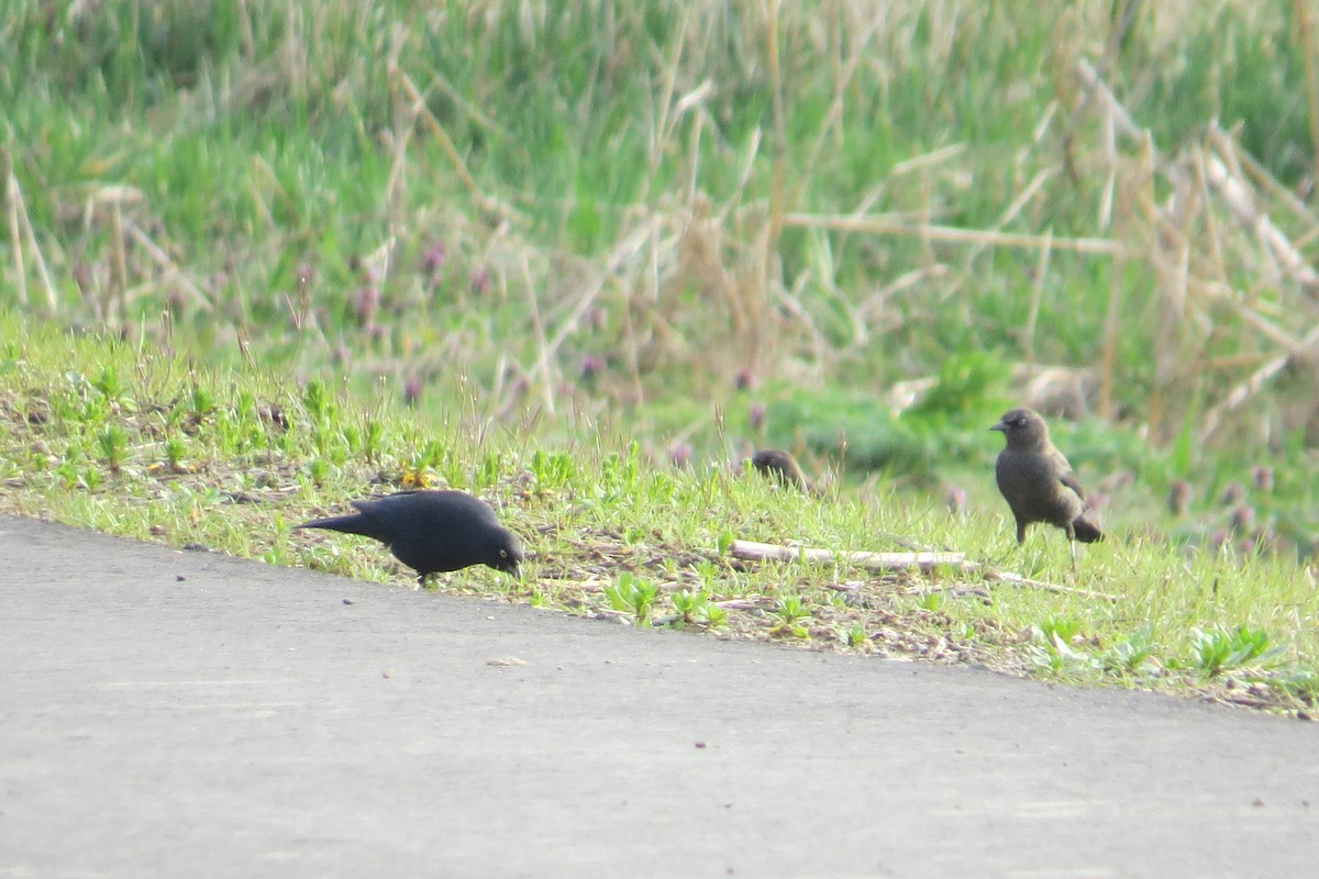 Rusty Blackbird - ML26181291