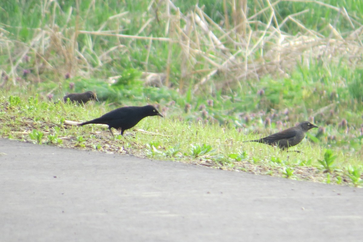 Rusty Blackbird - ML26181301